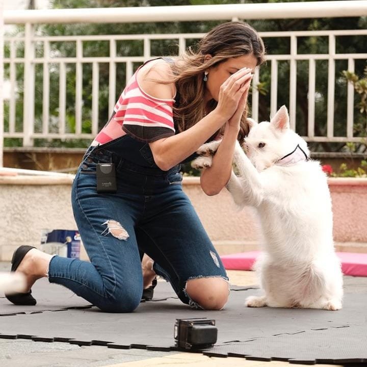 Show Dog Matilha em Harmonia